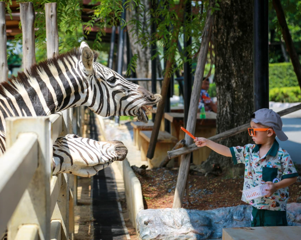 大城野生動物園→大城必吃小吃-船麵(現點現付,想吃幾碗就點幾碗唷)→大城最美古廟-柴瓦塔納蘭寺→喬德拉查達夜市(著名的火山排骨就在這裡!!)