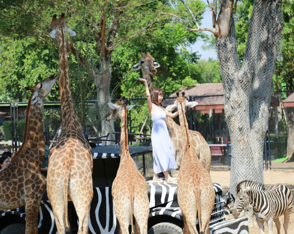 大城野生動物園→泰式木屋風味餐→大城最美古廟-柴瓦塔納蘭寺→喬德拉查達夜市(推薦火山排骨、老爺車調酒、水果西施)