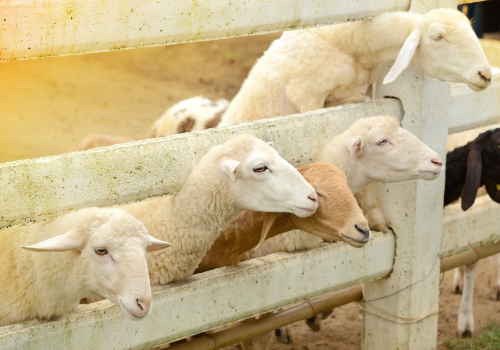 美功鐵道市場(推薦人氣小吃豬雜湯)→前往華欣→小瑞士綿羊牧場→渡假村 CHECK IN→華欣夜市 (周末可以逛蟬鳴夜市、其他日期華欣夜市)