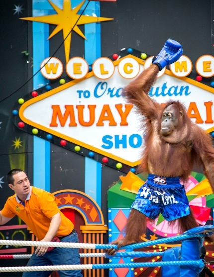 曼谷賽佛瑞動物園+互動表演秀 (包含長頸鹿餵食&拍照)→探索24小時不打烊~西姆蒙市場(熱帶水果、現烤河蝦、乾貨伴手禮)→必逛最新曼谷夜市Save One GO Market
