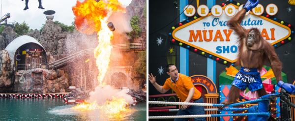 曼谷賽佛瑞動物園&海洋公園&園內表演秀→喬德夜市二擇一(城堡打卡 vs 拉差達探索小吃)