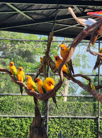 大城野生動物園&吉普車長頸鹿拍照→大城必吃小吃-船麵(現點現付,想吃幾碗就點幾碗唷)→大城最美古廟-柴瓦塔納蘭寺→喬德拉差達夜市