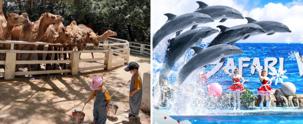 曼谷賽佛瑞動物園&海洋公園&園內表演秀→喬德夜市二擇一(城堡打卡 vs 拉差達探索小吃)