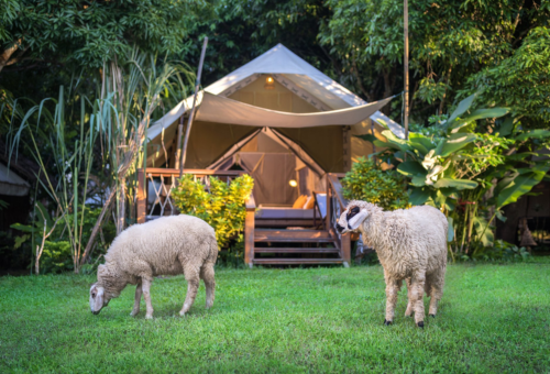 【寒假親子團歡樂五日遊】大城動物園、童話小鎮、營火晚會、五星飯店 【寒假親子團歡樂五日遊】大城動物園、童話小鎮、營火晚會、五星飯店