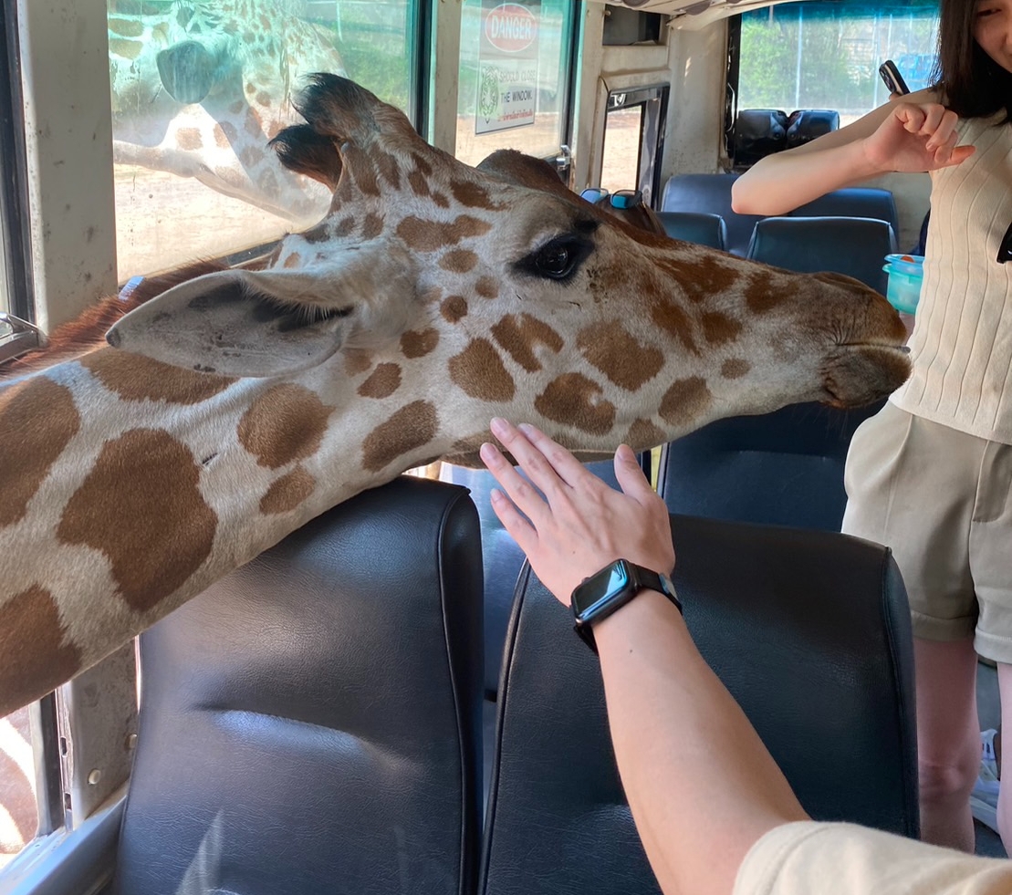 DAY 2 北碧 SAFARI動物園 →桂河大橋 &、死亡鐵路精華路段+Krasae Cave洞中寺 →水上餐廳用餐