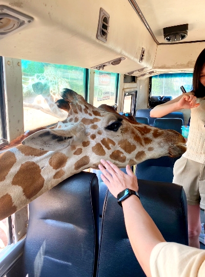 大城野生動物園&吉普車長頸鹿拍照→大城必吃小吃-船麵(現點現付，想吃幾碗就點幾碗唷)→大城最美古廟-柴瓦塔納蘭寺→喬德城堡夜市