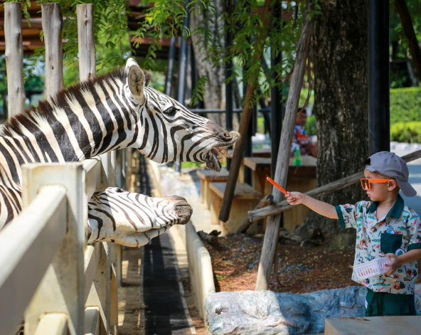 大城野生動物園&長頸鹿拍照→大城特色船麵(現點現付)→喬德城堡夜市