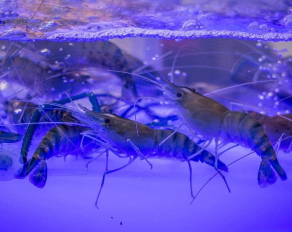  睡到自然醒＆飯店自由活動→招牌泰式按摩90分鐘→泰國流水蝦吃到飽+非酒精性飲品暢飲→瑪雅風高空酒吧(現點現付，可欣賞DJ及火舞表演秀)